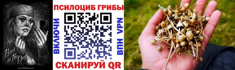как найти   Сольцы  Псилоцибиновые грибы Psilocybe 